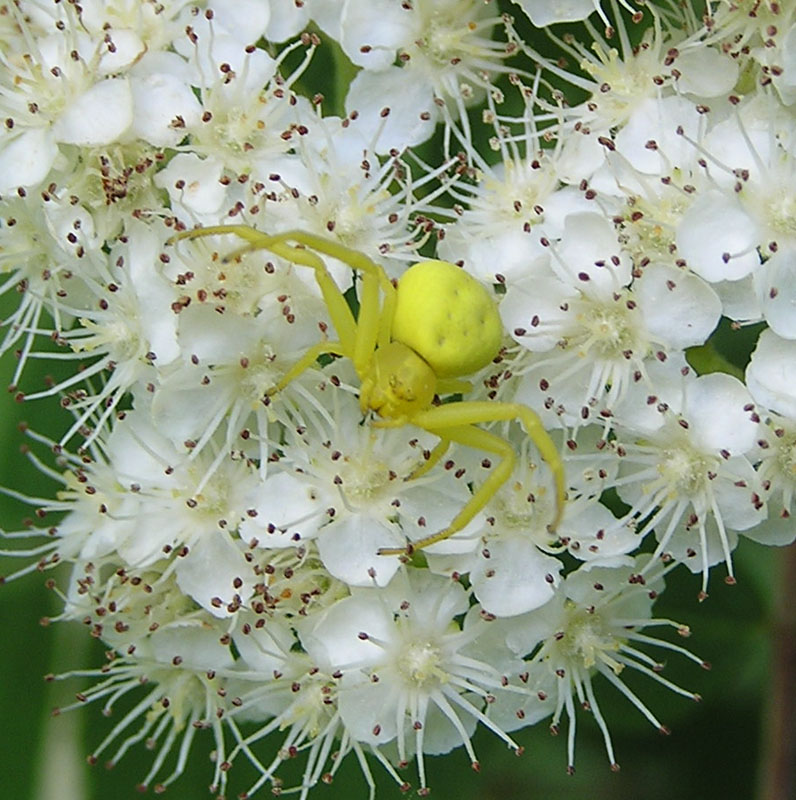Ragno da Austria (Misumena vatia)